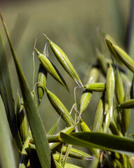 oat plant during cultivation in the field in summer