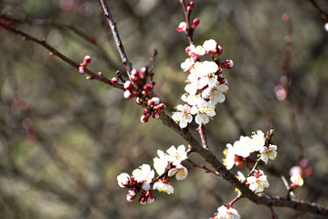 Spring blossom of cherry tree, fruit tree photo