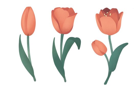 Flower tulip orange peach color with draw watercolor, concept nature, summer, rose, blossom, artwork, splash, wallpaper, card
