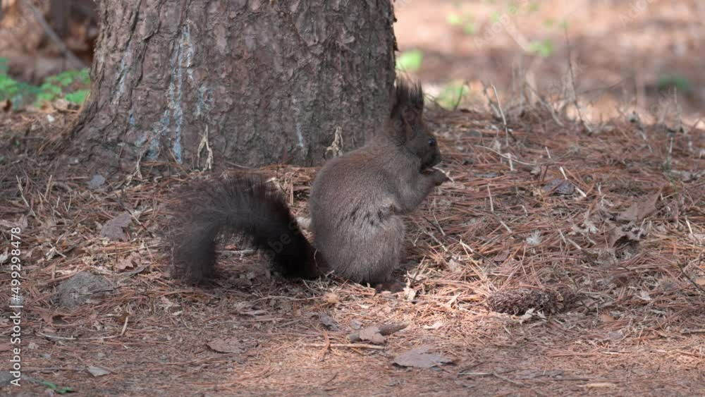 Poster korean tree squirrel (sciurus vulgaris coreae) eating nut by the base of the pine tree in yangjae fo