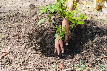 closeup woman outdoors planting a tree in nature