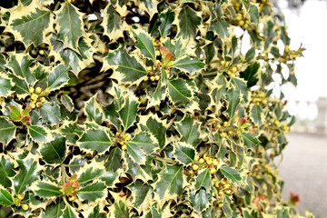 Holly (Holly) - evergreen occasionally deciduous shrub (tree)