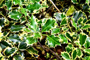 Holly (Holly) - evergreen occasionally deciduous shrub (tree)