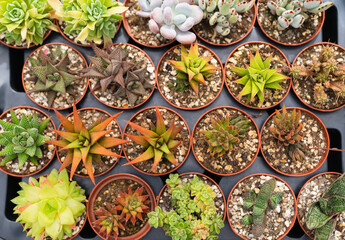 Cacti and succulents in pots. Background from cactus plants, many plants.