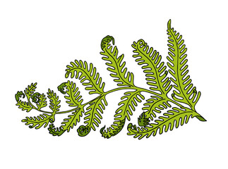 Vector hand drawn in color fern leaf. Wild forest plant illustration isolated on white background. Design element.
