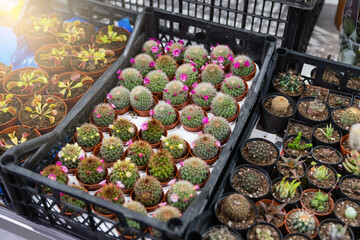 Cacti and succulents in pots. Background from cactus plants, many plants.
