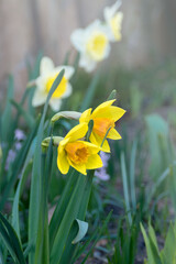 Obraz premium Yellow beautiful flowers of Narcissus pseudonarcissus in a flower bed.