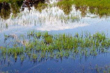 different plants growing on the territory of a swamp, and water on the territory of a swampy area