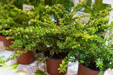 Plants in plastic pots, cotoneaster, close-up.