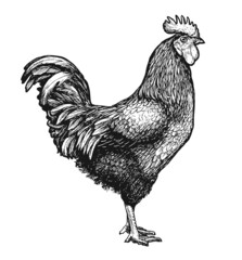 Rooster or farm cockerel sketch. Cock vintage engraving vector illustration © ~ Bitter ~