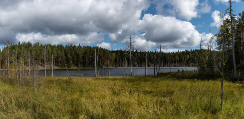 Panoramic landscape of a swamp lake with dead trees in Isojarvi national Park, Finland