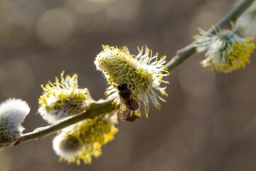A bee collecting pollen on catkins during a sunny spring morning