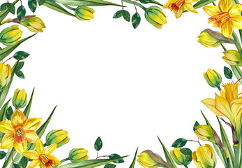 Obraz premium A rectangular frame with watercolor yellow daffodils on a white background painted by hand in watercolor.