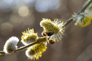 A bee collecting pollen on catkins during a sunny spring morning