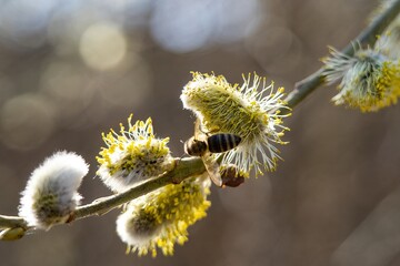 A bee collecting pollen on catkins during a sunny spring morning
