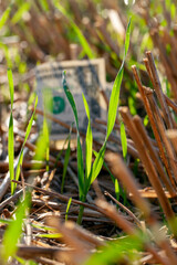 American dollars lie on the agricultural field
