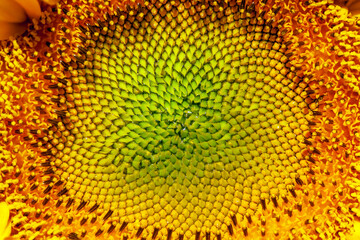 beautiful flowers sunflowers flowering time and insect pollination