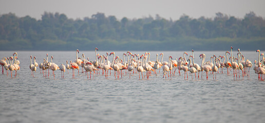 Fototapeta premium Greater flamingos flock on a lake searching for food