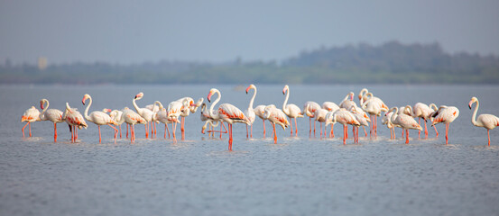 Greater flamingos flock on a lake searching for food © fromsham55