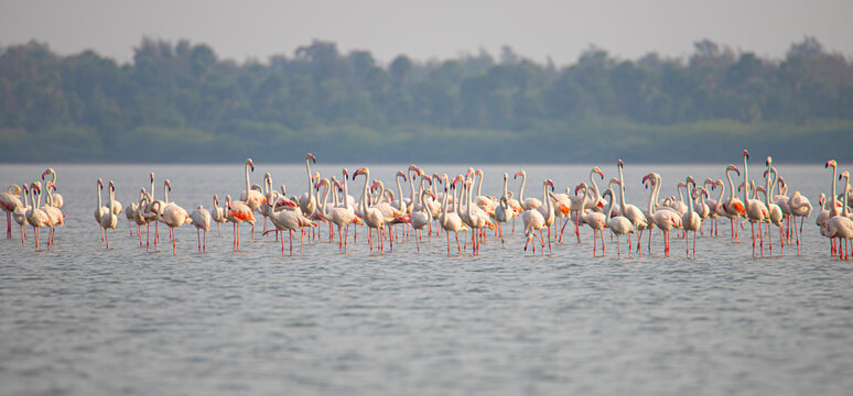 Greater flamingos flock on a lake searching for food