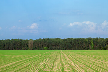 agricultural field with grass and other plants