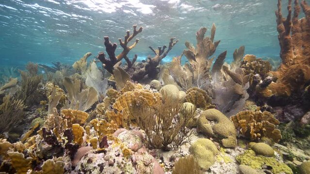 4K 120 fps Seascape with various fish, coral, and sponge in the coral reef of the Caribbean Sea, Curacao