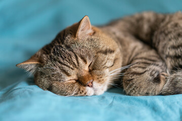  A beautiful striped British Shorthair cat with a chocolate spot sleeps on a turquoise blanket