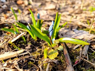 primroses in the garden, small blue blue flowers Scilla Bifolia