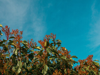 Fototapeta na wymiar leaves against sky