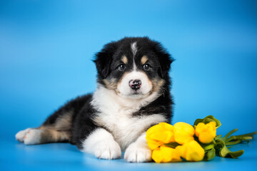 Studio photo of beautiful black tricolor puppy of australian shepherd dog lying near the bouquet of yellow tulips flowers on the saturated light blue background. Ukraine colors