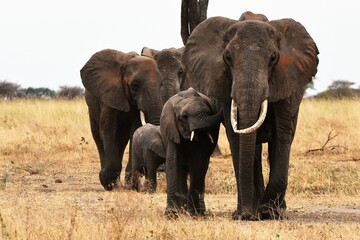 Elephant family 3