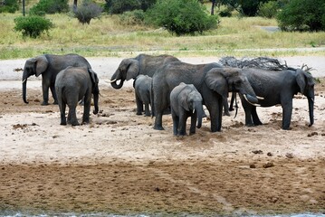 Elephants 6