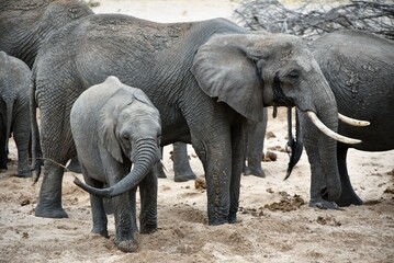 Elephants 4