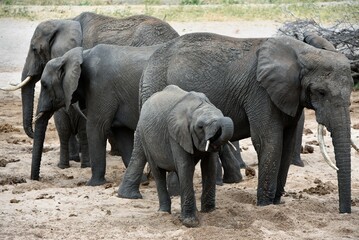 Elephants 1