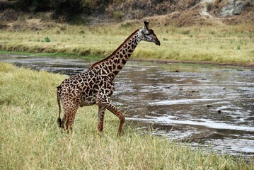 Obraz premium Beautiful Giraffe