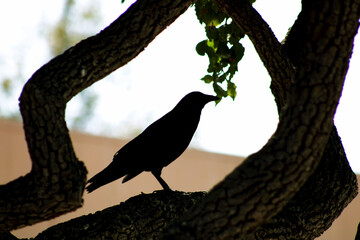 crow on tree