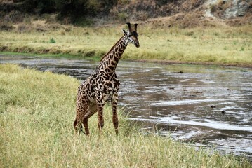 Isolated giraffe