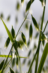 oat plant during cultivation in the field in summer