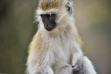 Vervet Poser
