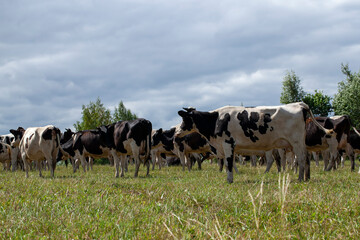 grazing a herd of cows in a field with green grass in summer