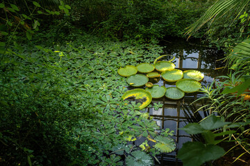 Lily pads on a pond