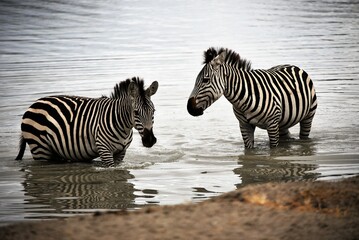 Fototapeta na wymiar Zebra friends