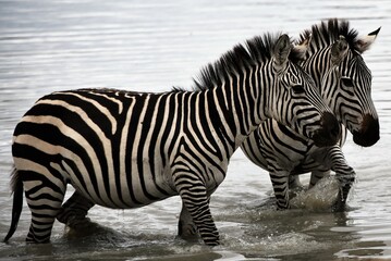 Fototapeta na wymiar Zebra Twins