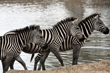 Fototapeta na wymiar Zebras in a row