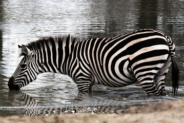 Fototapeta na wymiar Zebra Drinking