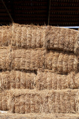 hayloft warehouse with straw stacks after wheat harvest