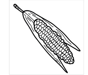 corn icon line art corn cob vector flat illustration isolated on white background