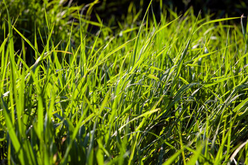 young green grass illuminated by sunlight, closeup