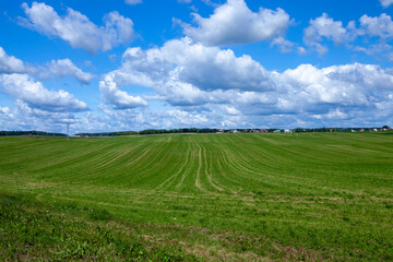 Obraz premium landscape of an agricultural field where grass is grown