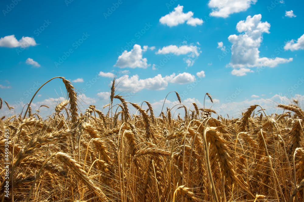 Wall mural golden wheat field and blue sky. beautiful landscape